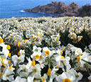 唐音海岸の水仙